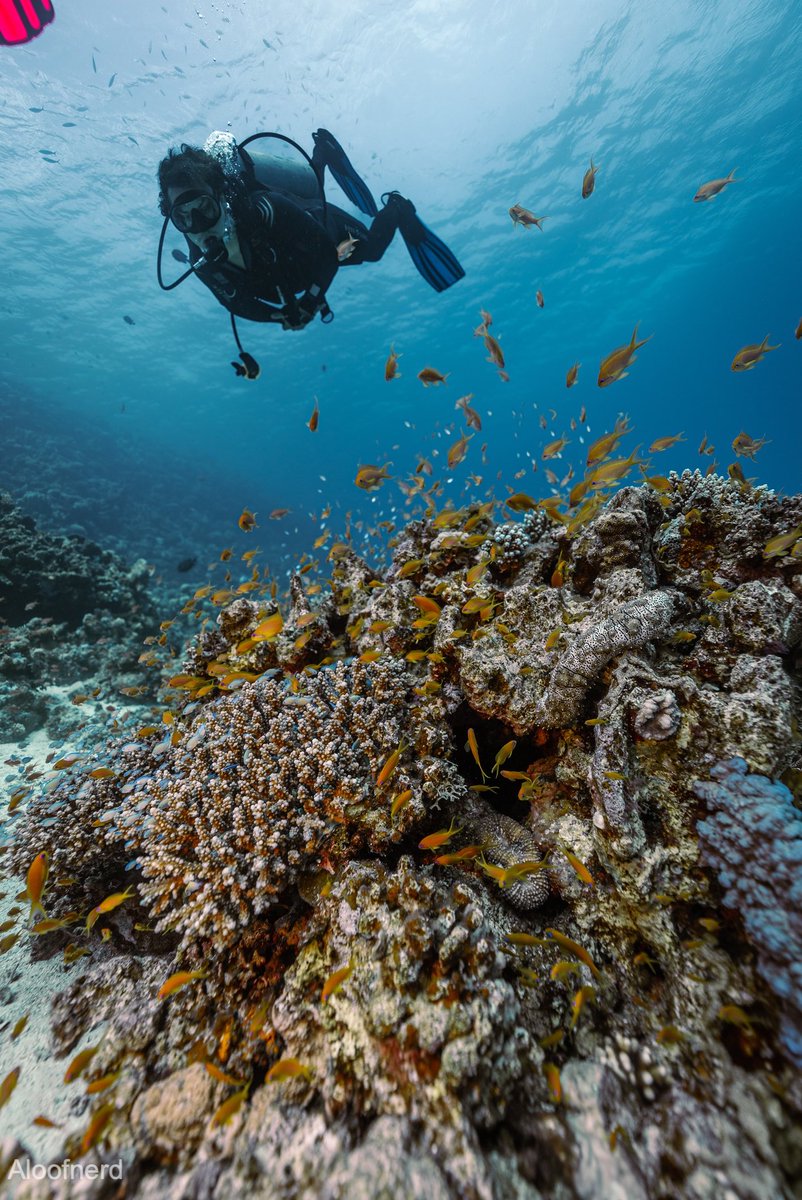 Floating above the corals. 🪸🌊
.
.

#scuba #scubadiving #scubadive #scubadiver #scubapro #scubalife #scubadiverslife #scubadivers #scubagirl #scubadiverlife #scubaphoto #Scubalove #scubajunkies #scubadivinggirls #scubadivinglife #scubakumas #scubaba #scubadivingmag #Scubagram