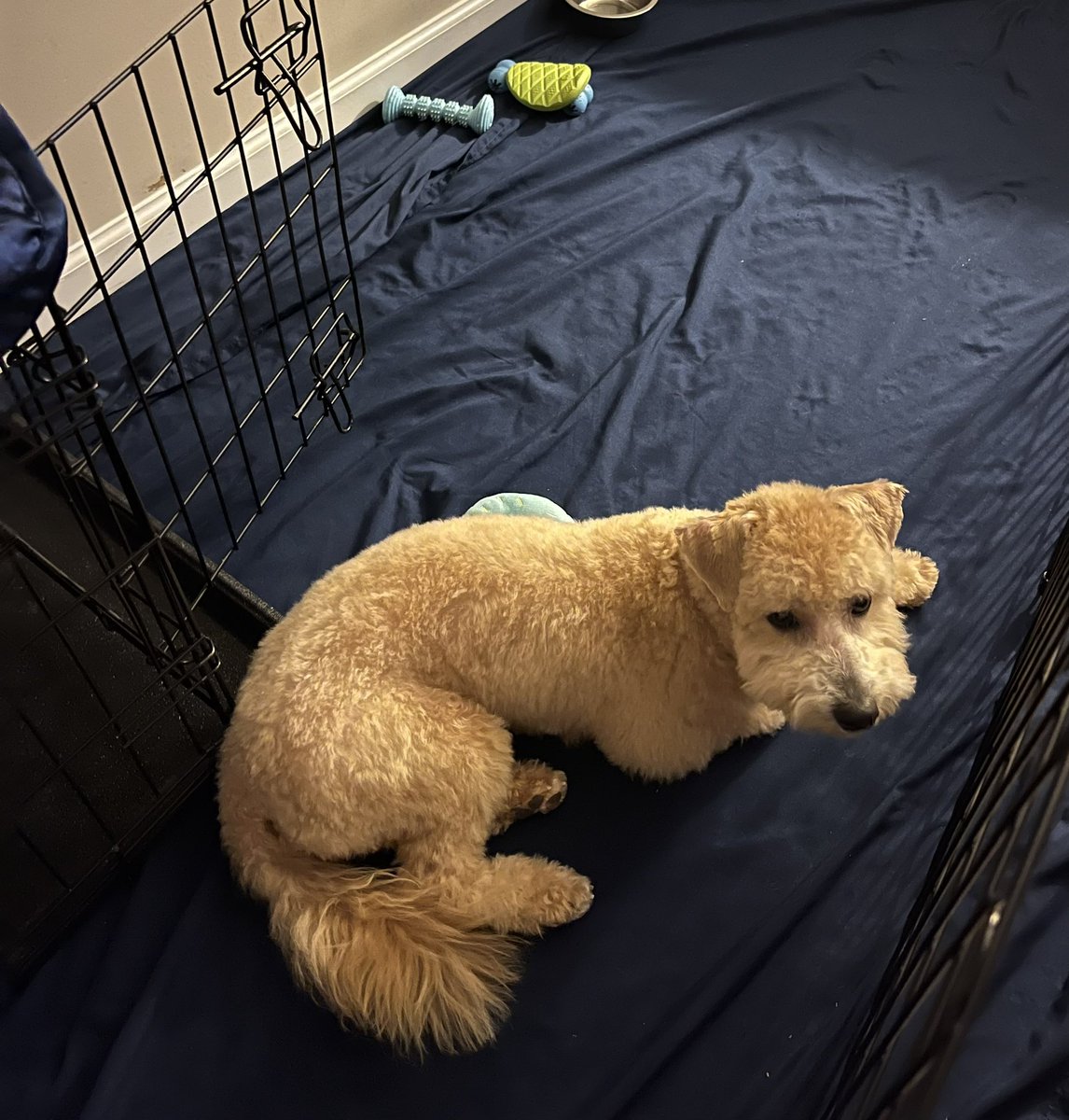 Denise Rob tweet media