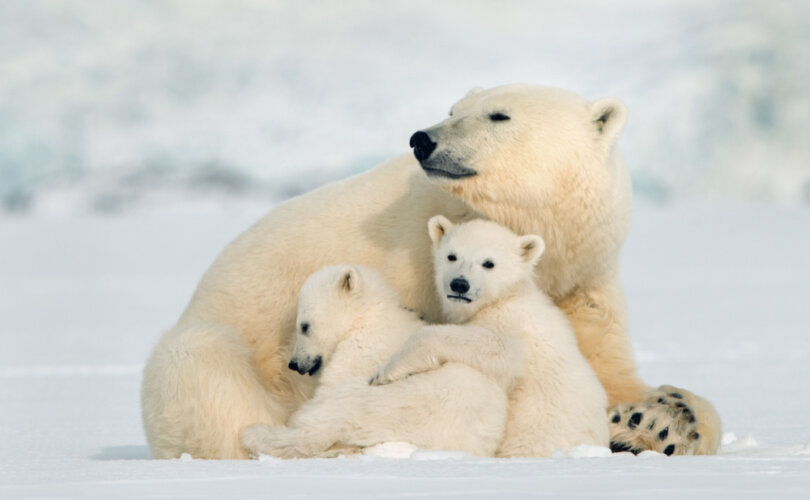 rico_brick's tweet photo. Rekordzahl von Eisbären zeigt, dass die düsteren Vorhersagen der Klimaschützer stark übertrieben sind. 
https://t.co/katk3UP2ge https://t.co/BQYlstP4Xt