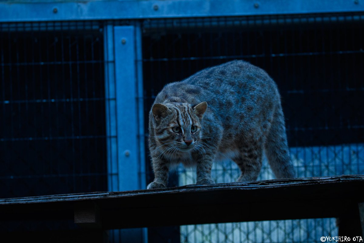 ToRaYaMa_TRYM's tweet photo. なんだあれは...?

#ツシマヤマネコ #猫 #Cat #wildcat https://t.co/wddx4nUiTh