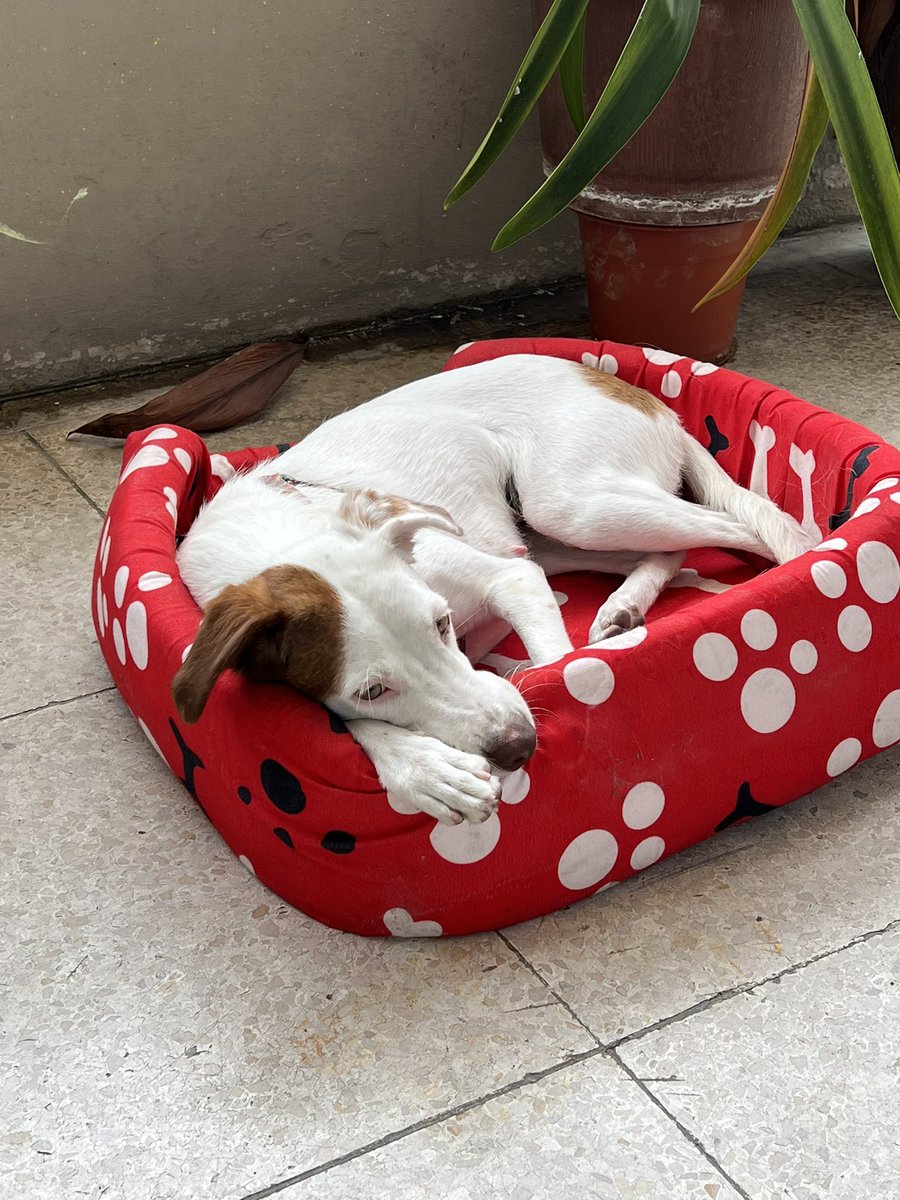 IreFrancoDG's tweet photo. Esta perrita empezó a seguir a mi ñaña por las calles de urdesa entonces la rescató. La llevamos al vet y está perfecta de salud. Calculó que tiene como año y medio. Es de tamaño mediano. Está desparasitada y la próxima semana le ponen sus vacunas. https://t.co/8E6XgFKOVn