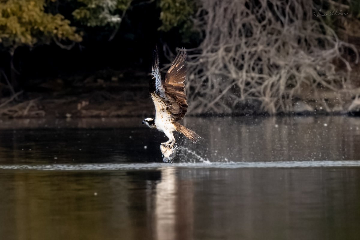 ishikase's tweet photo. This photo could be better for me, and I want to take the osprey more clearly this year. Next time, I should be near it. Being near the subject is matter than having a super telescope lends. https://t.co/Qt8l6unAem