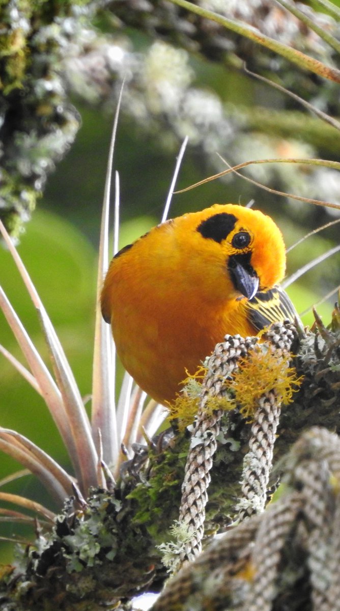 ¿Qué andas viendo? 
Tangara Dorada (Tangara arthus).
Me uno al #spamdepajaritosmagicos
#BiodiversidadColombiana