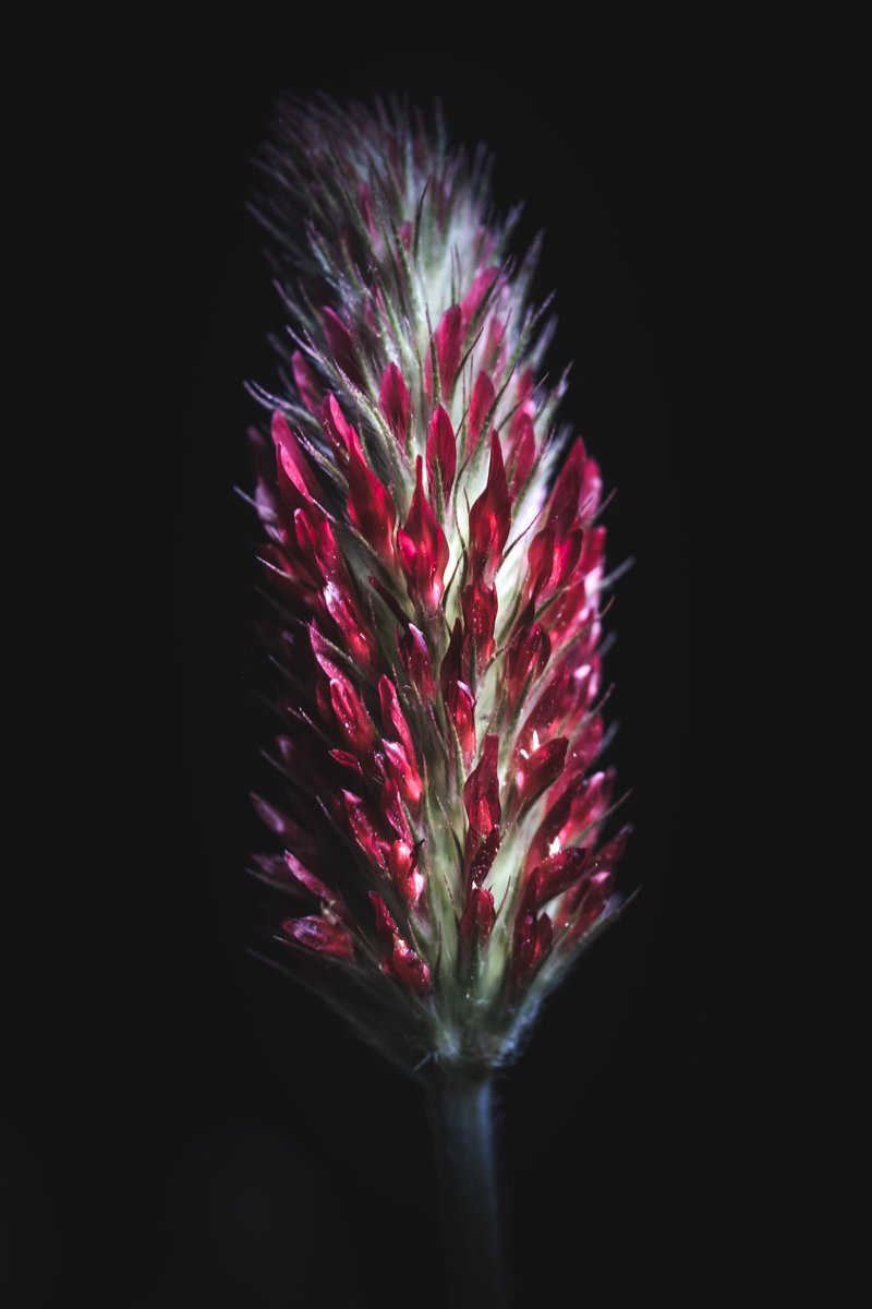 Red clover delight. Who knew something so powerful to help restore soil for the earth can be so beautiful.