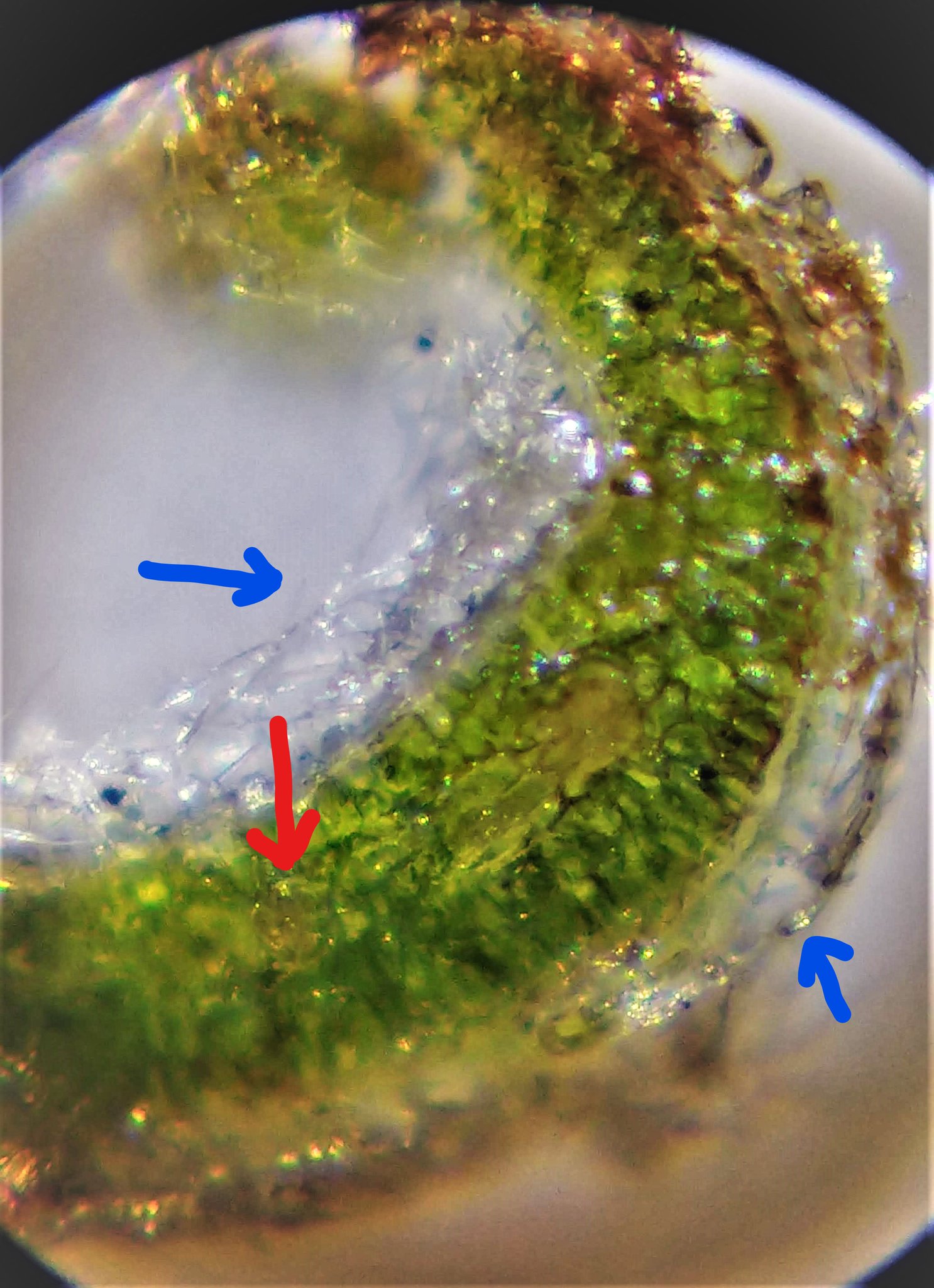 manasataramgini on Twitter "Crosssection of the leaf of a rosemary