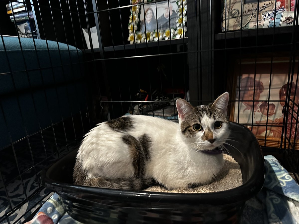 nalgona74's tweet photo. @TheHardyBoyCats I adopt this cat today at my local shelter. He reminds me of Frankie, not sure what to call him,either Toro or Guillermo(Memo for short) just keeping him isolated from my other cat. https://t.co/FBBREXD2g4