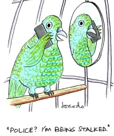 #birds #parrots #parrotsoftwitter #funny