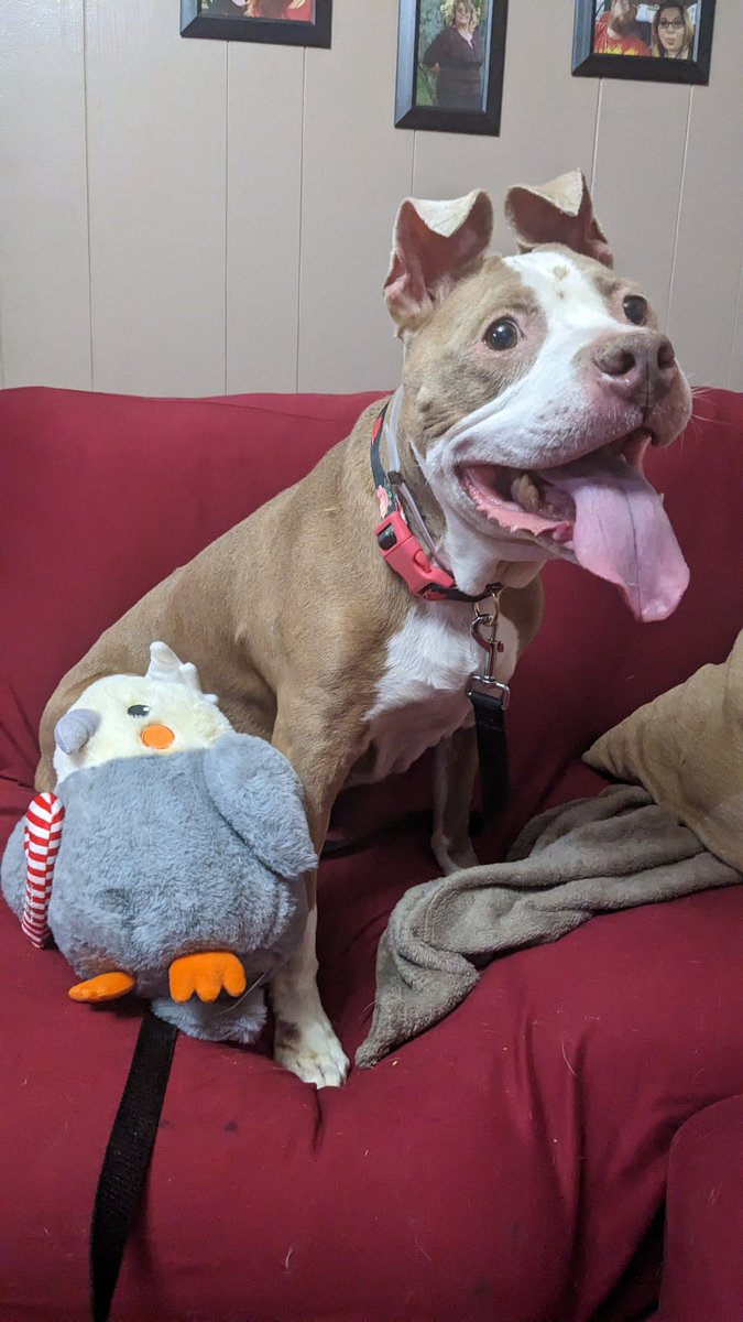 HGLMastifRescue's tweet photo. @TomJumboGrumbo She's safe and happy now!❤️ https://t.co/FXsCLnWjQS
