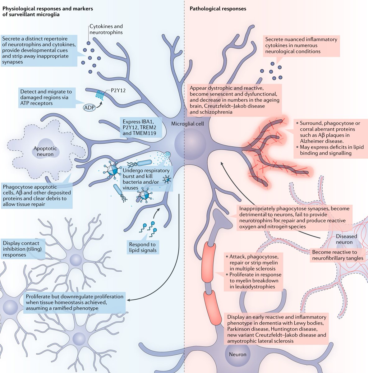 Hugo Chrost tweet media