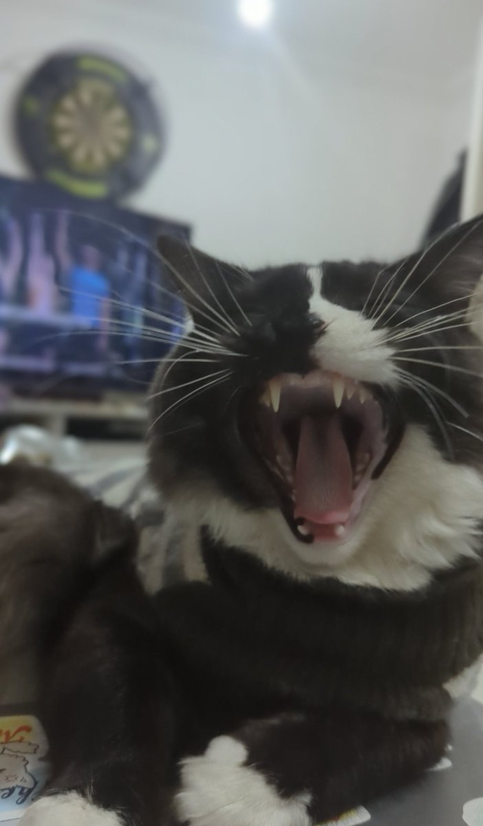 #CatsOnTwitter #CatsOfTwitter #catmemes #cutecats #CatStar #cats