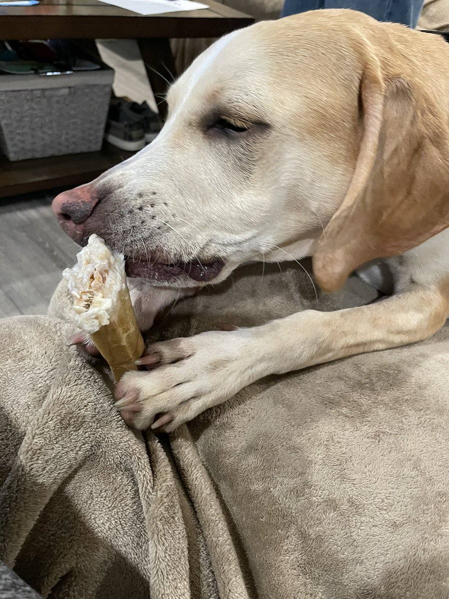 BrownieTurd's tweet photo. This is the dog equivalent of eating an ice cream cone. How cute is this?!?!?! #Pupsicle #Lollipup #PennyTurd https://t.co/XlGjREvGi4