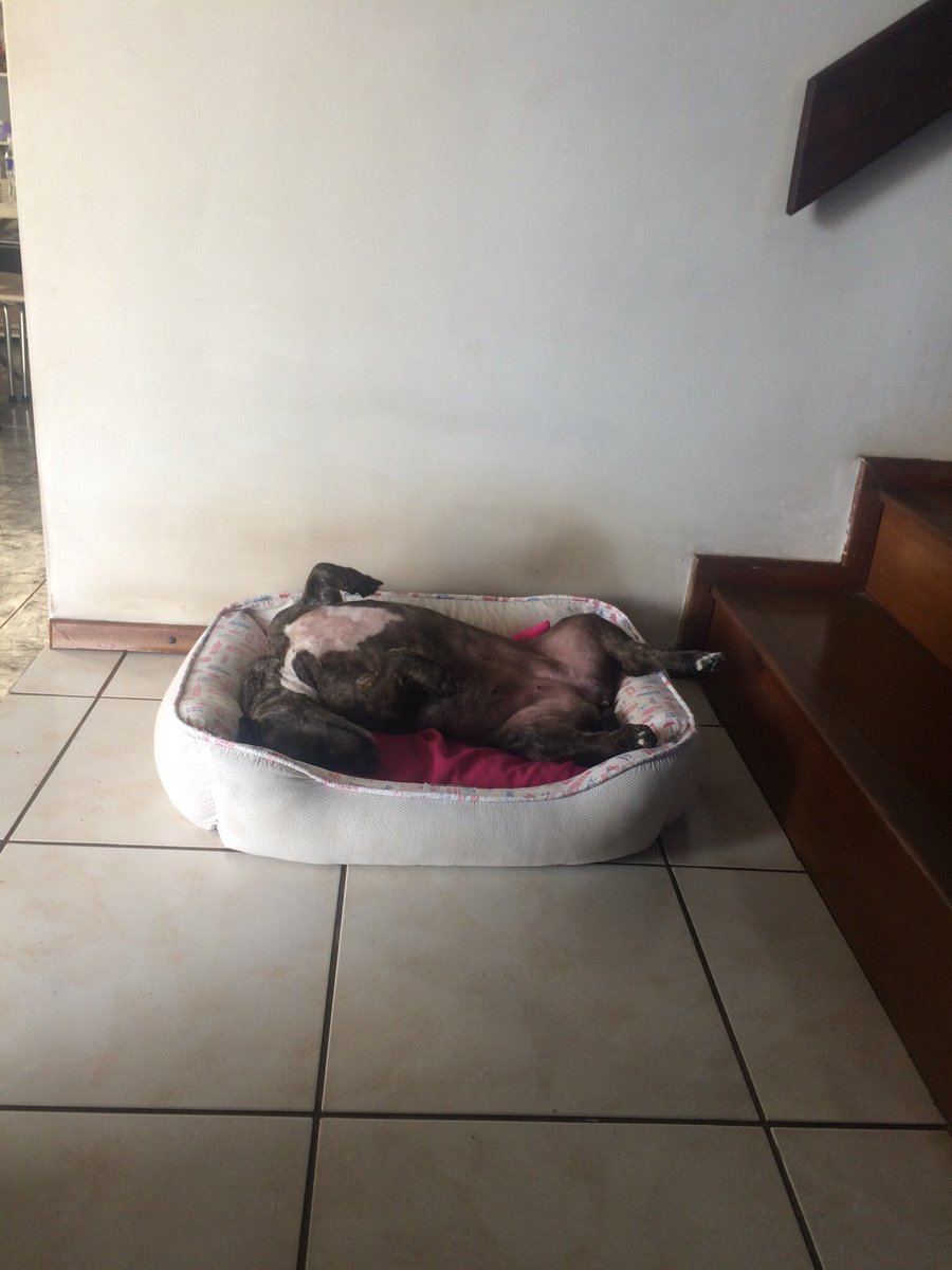 Olha aí que marmota, nossa primeira dama tem a resistência e eu tenho a desistência kkk pense numa menina preguiçosa 😄😄😄