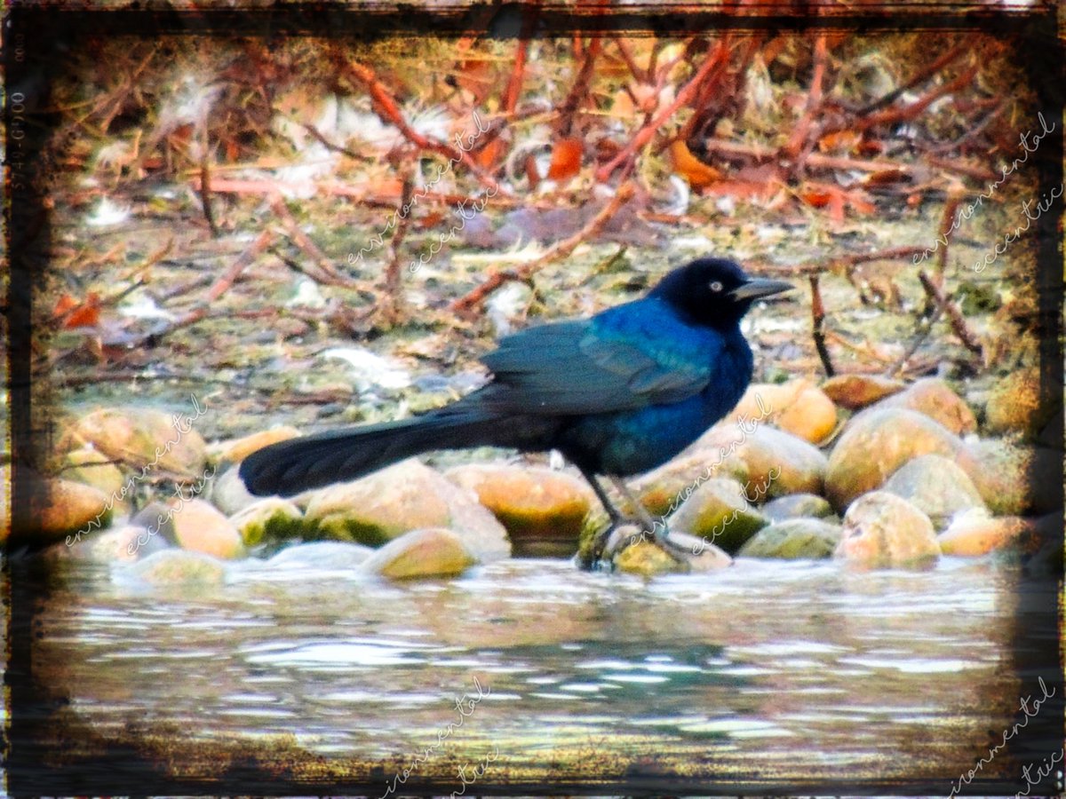 Common grackles are a pretty iridescent color, smart & rather cheeky. They mimic car alarms, sirens, some phone ringtones, & I used to know one that would wolf-whistle at people entering & exiting the Walmart near its roost. #QuiscalusQuiscula #CommonGrackle  #WildlifePhotography