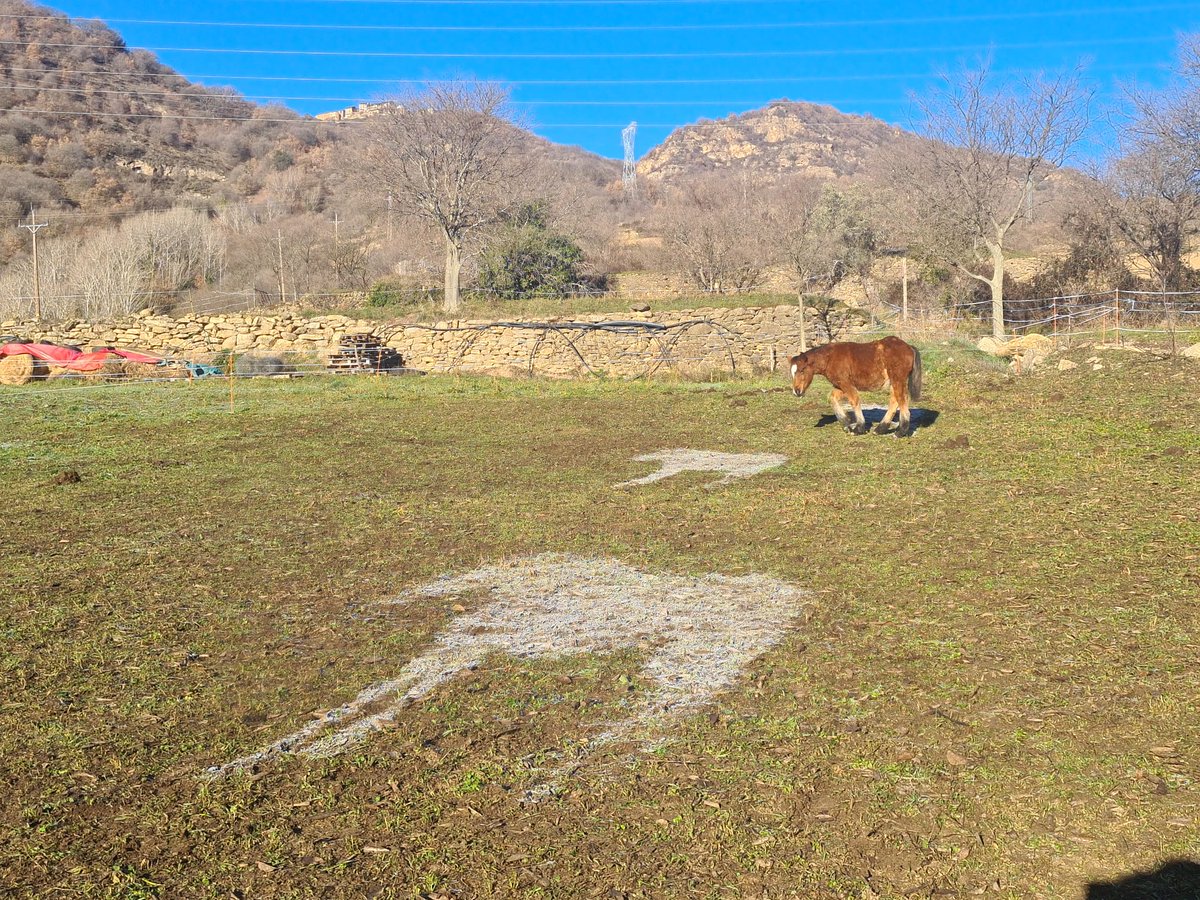 martalluvich's tweet photo. La gibrada d'aquesta nit ens ha deixat imatges tan artístiques com aquesta. Art efímer! 
El sol ha desfet la gibra menys la de l'ombra dels cavalls.
🐴 i 📸 : @vfzorba https://t.co/PsQiUS1gPz