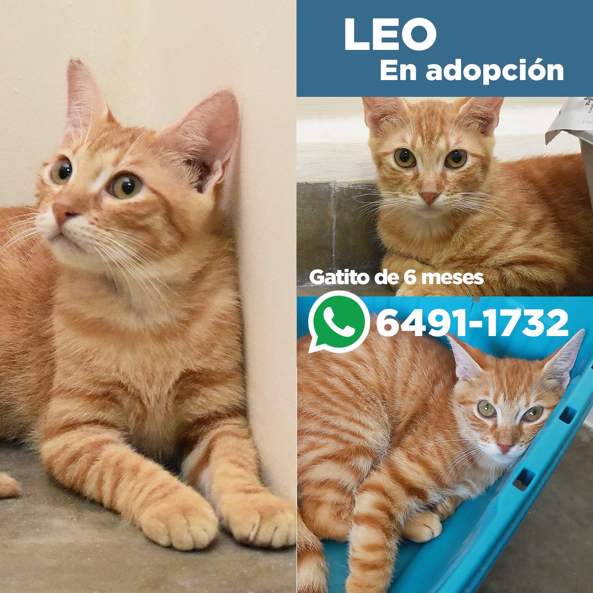 GatosPty's tweet photo. LEO es un gatito amarillo 🌞🐱 y tímido de 6 meses que fue rescatado de un lugar peligroso, necesita una familia responsable que sepa de gatos y que con amor 💗 y paciencia lo reciba y lo ayuden a adaptarse a su nuevo hogar 🏡 Usa el arenero, se lleva con otros gatos. https://t.co/RwSNPQC57q