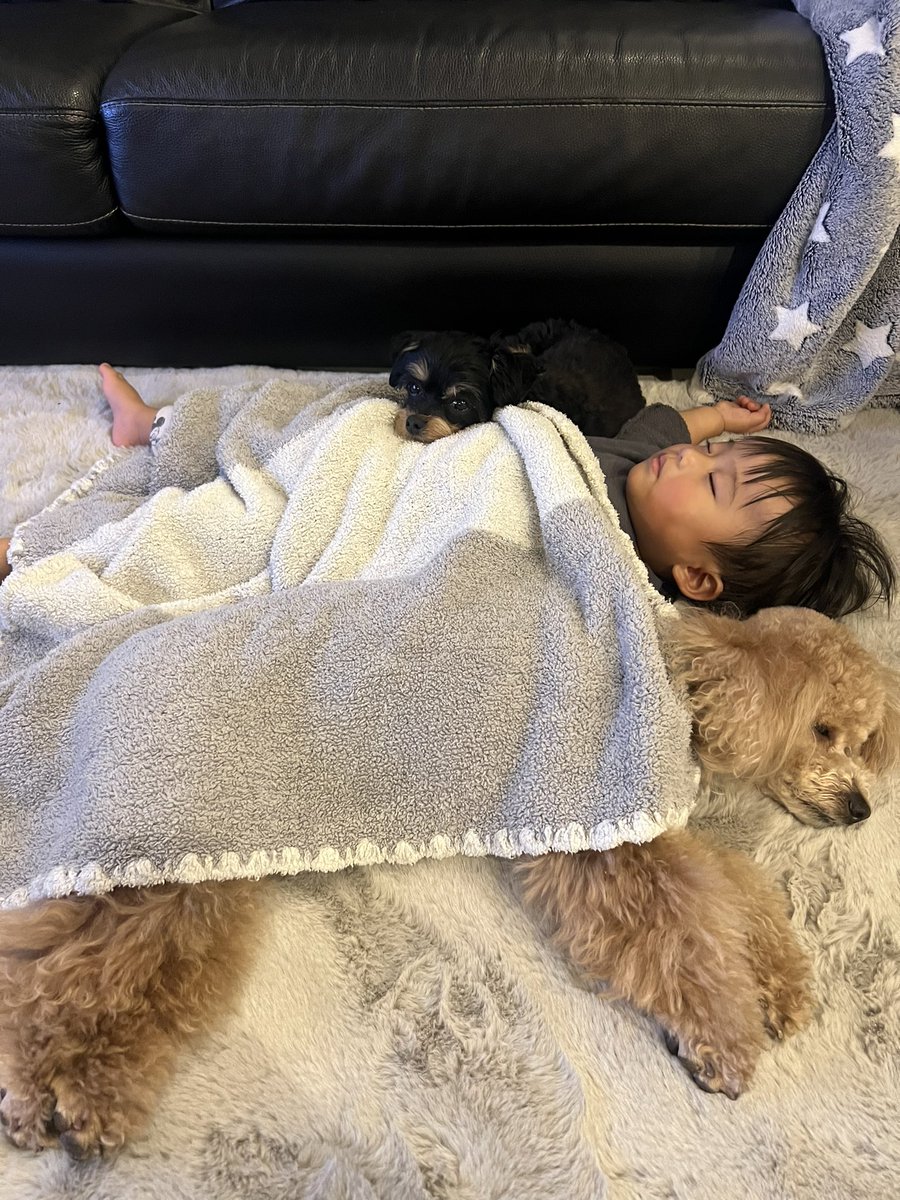 Tsubasa_0215's tweet photo. 可愛すぎな子達🫶❤️おやすみなさい🌙 https://t.co/ExOyA8BJIj