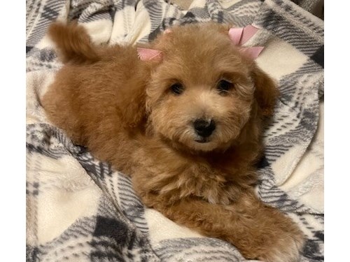 Red Mini Goldendoodle female puppy. She has her first round of shots and dewormed. She's very friendly and great with children. She's 8 weeks old, will grow to be about 20lbs. Parents on premises.