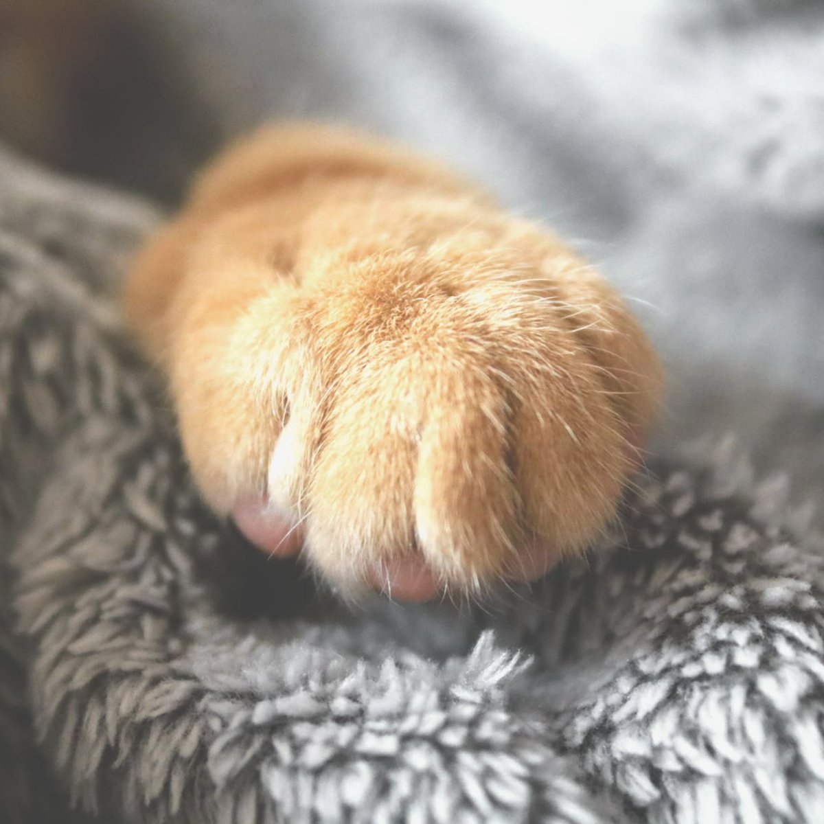 AnimalMedicIL's tweet photo. When you choose Animal Medical Center, you're supporting your neighbors. In return, you get personalized veterinarian care you won't find anywhere else. https://t.co/A5jxM6t0dJ