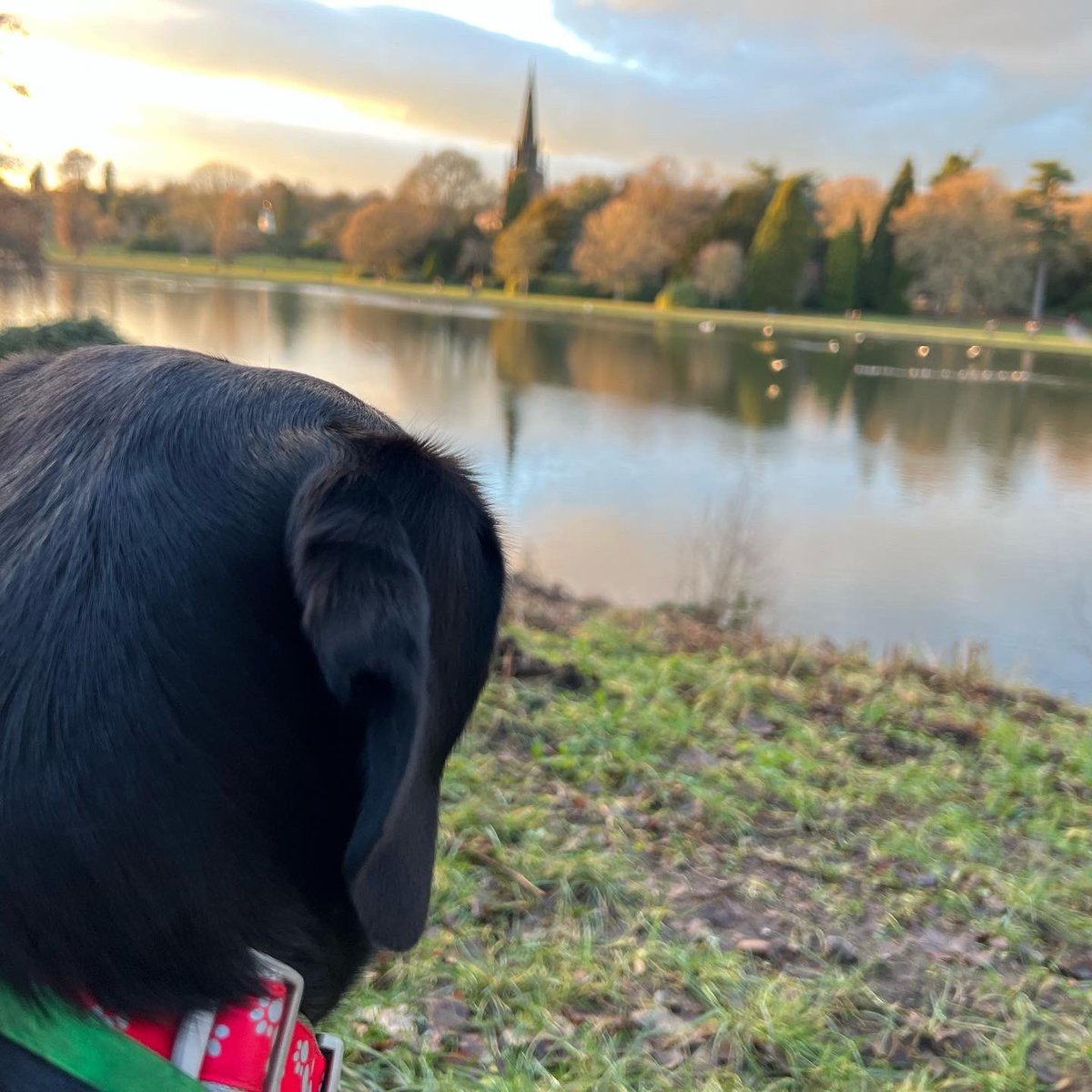labradopted's tweet photo. It looks like Hoodad is on strike, not posting on Twitter since New Year’s Day 🤦🏽‍♀️ Here are a few from our walk at @nationaltrust @NTClumberPark We loved it! https://t.co/RzSHrmUcvw