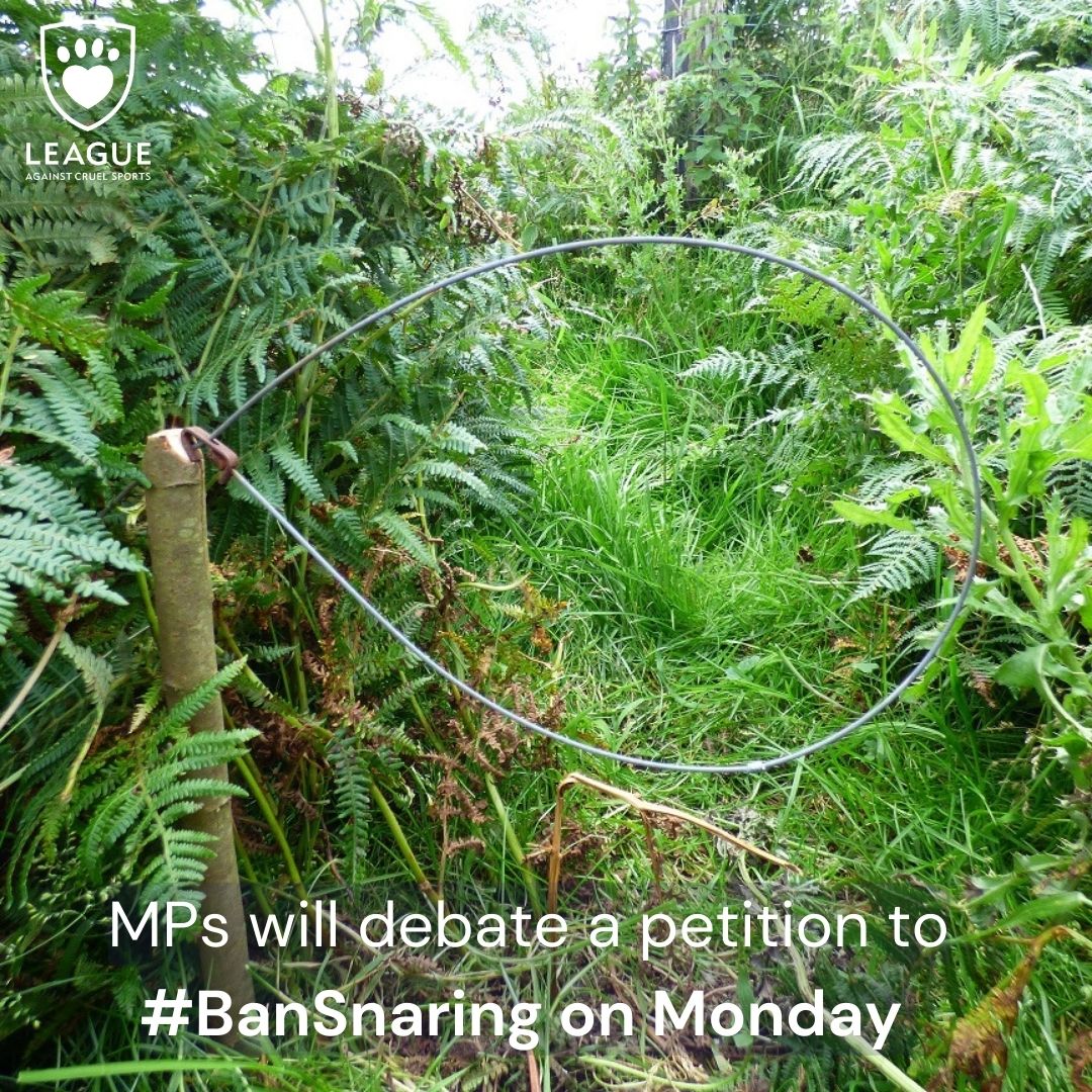 On Monday 9 January MPs will debate a petition to ban the use of snares

“Only a full ban on snares will protect wildlife and we were pleased to support the petition”.

✅ Ask your MP to support a ban: leagueacs.co.uk/vB6B7 

🗞️ leagueacs.co.uk/1cygx

#BanSnaring #Animals