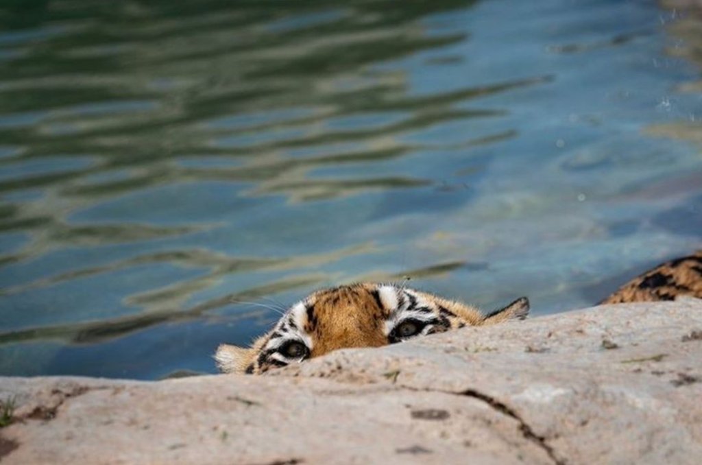 LnsTgersandBrs's tweet image. 🐯💭Moka is wondering &quot;If you open your eyes when playing Marco Polo does that make you a &apos;cheetah🐆&apos;?

#rescuedtiger #animalsanctuary #nonprofitorg #sandiego #lionstigersandbears