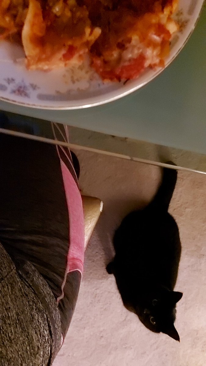TheaAdelin's tweet photo. I'm starting to see a pattern developing here....😆😆 food obsessed much? @AnimalAunts at work #ilovemyjob #CatsOnTwitter #CatsOfTwitter #CaturdayEve #Caturday #cats #dinnertime https://t.co/EDVC7wNkWD
