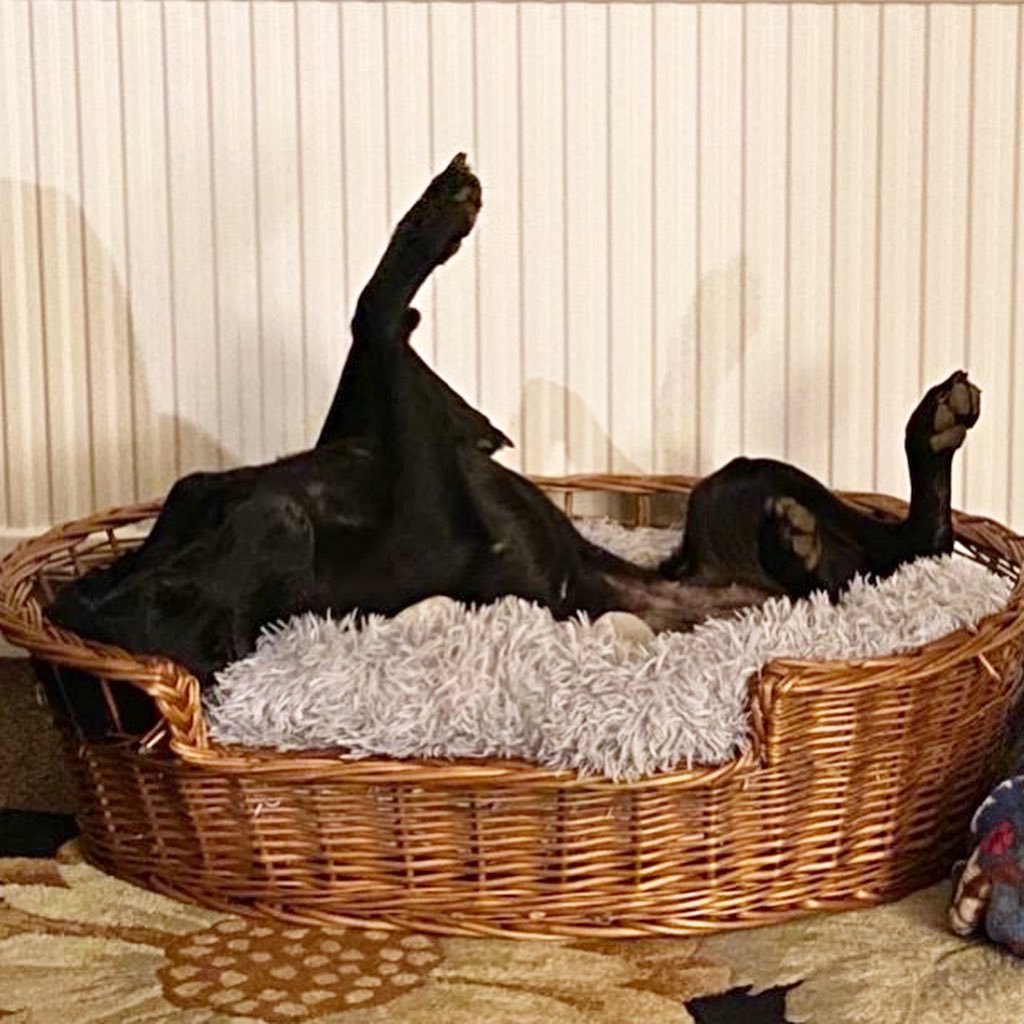 labradopted's tweet photo. Strike a pose! #vogue https://t.co/267xD4aAVM