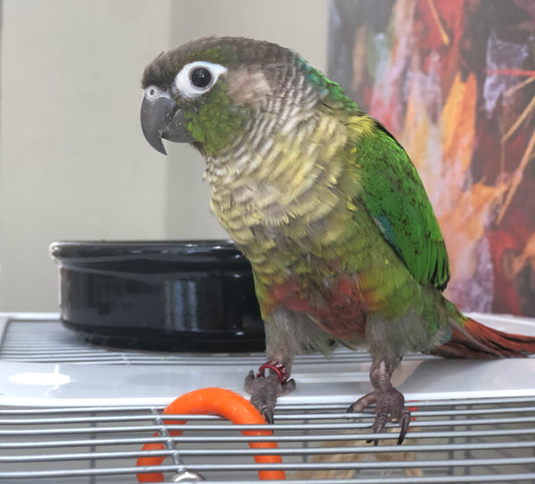 BirdSupplies's tweet photo. We're committed to educating and equipping bird owners everywhere, so you can be empowered to give your beloved birds the very best in care, from beak to tail feather and everything in between.
.
https://t.co/d3IvlNvBTT
.
#birdsupplies #unruffledrx #birdcare #birdhealth #birdw... https://t.co/rglUynTdbS