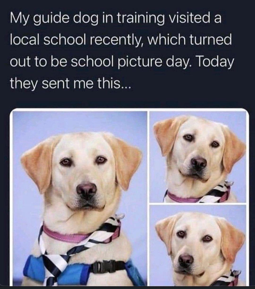 Can You Bring Therapy Dogs To School