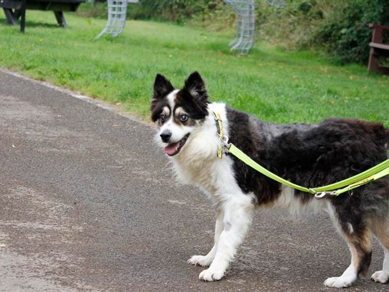 AdoptionsUk's tweet photo. URGENT, please retweet to help Aspen find a home #BRIDGEND #WALES 

Lovely #BordeCollie, aged 11, he hasn't lived in a home environment before. He has limited eyesight and hearing. He's looking for an adult home as the only dog, 
could live with a cat
👇
https://t.co/vq5nnb5Oyd https://t.co/pVUjJYNKpn
