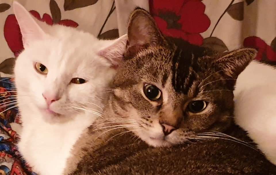 tiggystephens's tweet photo. This is me and my bruther by a different muther he is nice and cosy to curl up with in winter https://t.co/6QyK9bqwoc