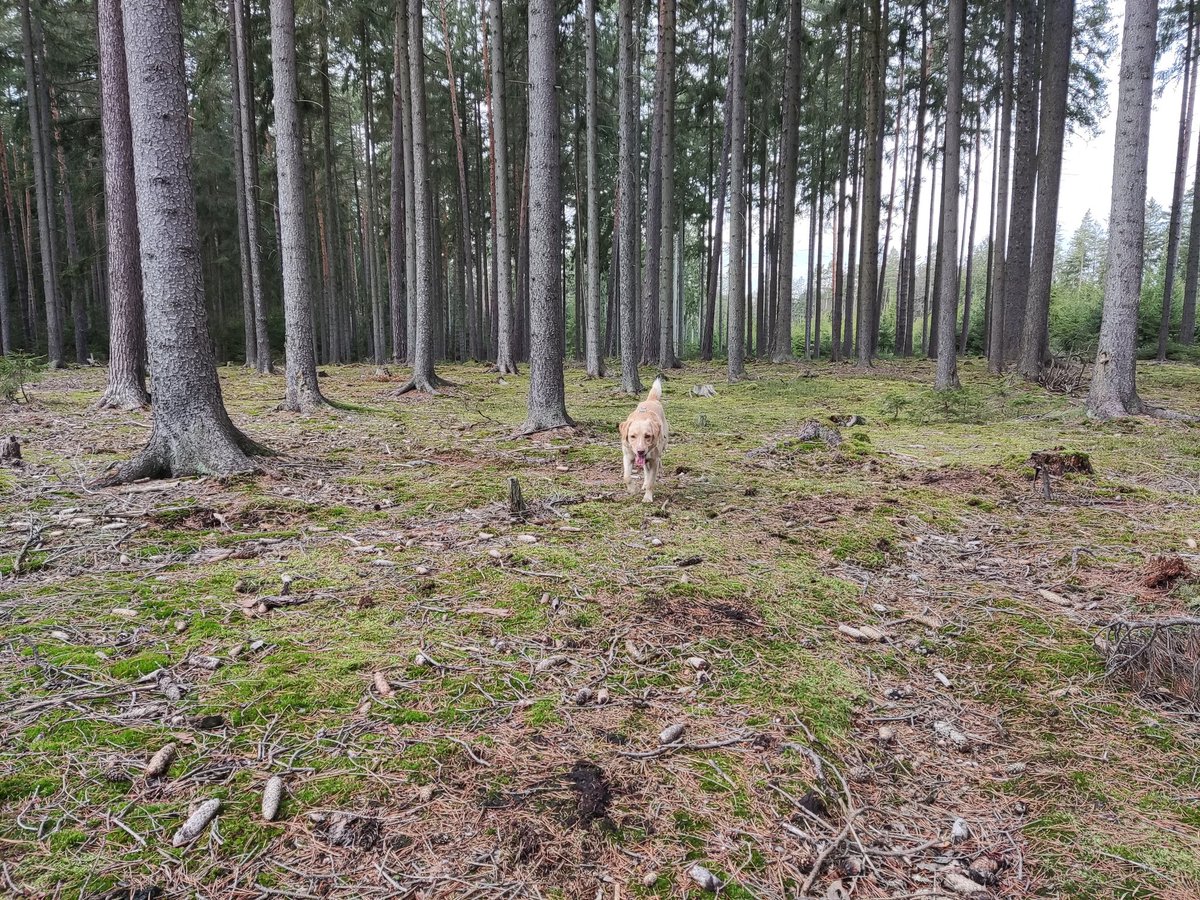 DeankoGolden's tweet photo. #Revnice #CzechRepublic #outdoortrip #hiking #dogsarefamily #DogsofTwittter #Dog #forests #dogwalking https://t.co/Q1svnQBAvf