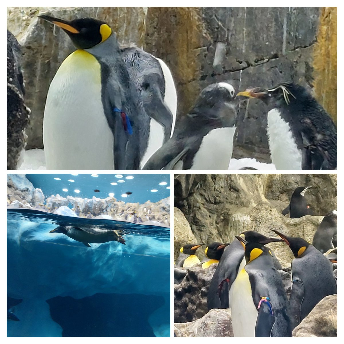 ChristinaSur1's tweet photo. Loro Park,  Teneriffa 
#loroparque, #Teneriffa, #animals, #zoo https://t.co/VJgdke5xbI