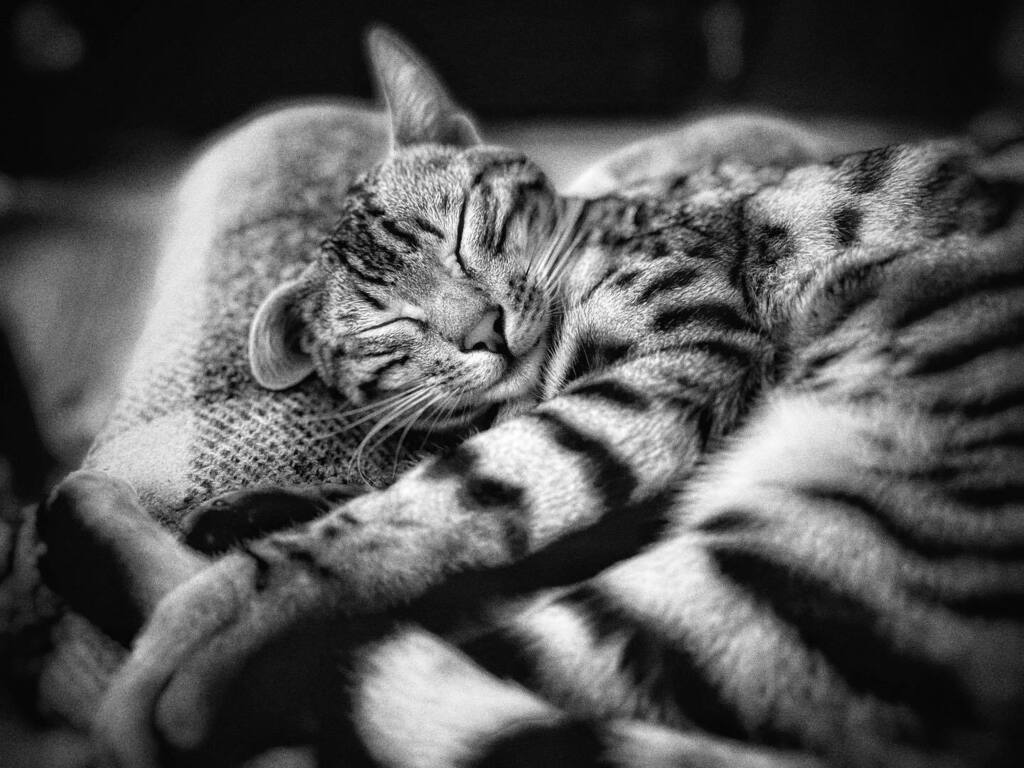 Quality time with monkey boy tonight.

#shotoniphone #shotoniphone13promax #iphone13promax #iphoneography #iphoneographer #iphonephotography #iphonephotographer #iphoneedit #snapseed #snapseedapp #googlesnapseed #catsofinstagram #bengalsofinstagram #bengalcat #bengalcute #ca…