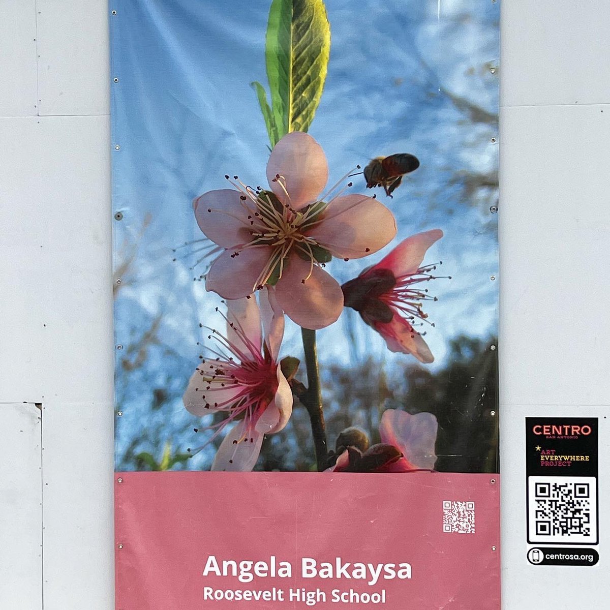 RootEdSA's tweet photo. Gorgeous photos by students at some of our RootEd schools along the @FrostBankTower downtown in connection with the @greenspacestx #RootEdECHS #RootEdChurchill #RootEdRoosevelt https://t.co/px4XdwPj0n