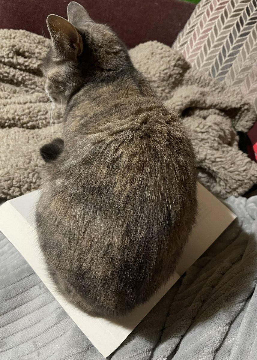 JenMedBkReviews's tweet photo. Guess I’ll take a reading break then …
#fluffingcats #amnotreading #bookmark https://t.co/Wm7M2ojyMb