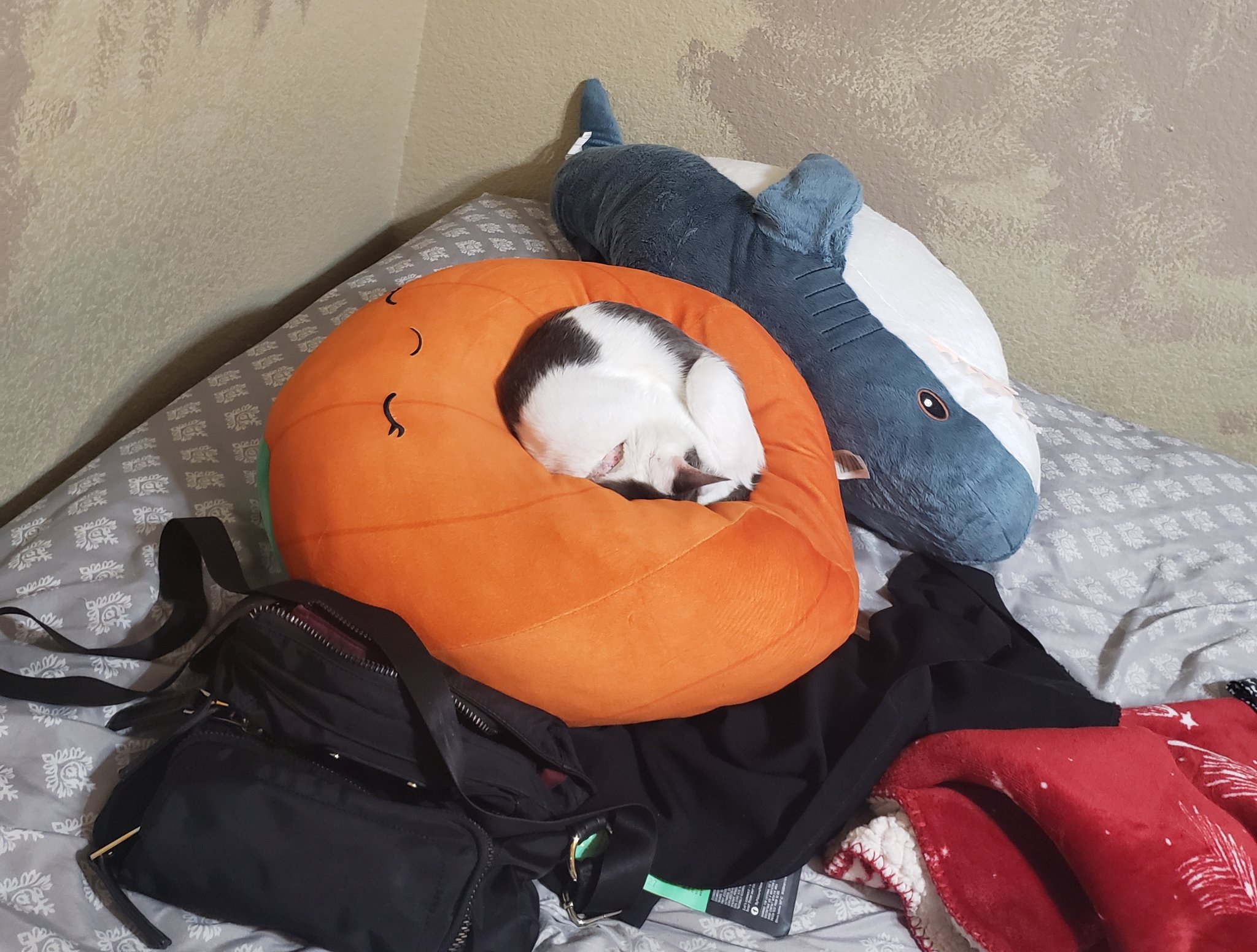 🌸Squeakfu🌸 on Twitter "EuphoriTori My cat sleeping 3 https//t.co