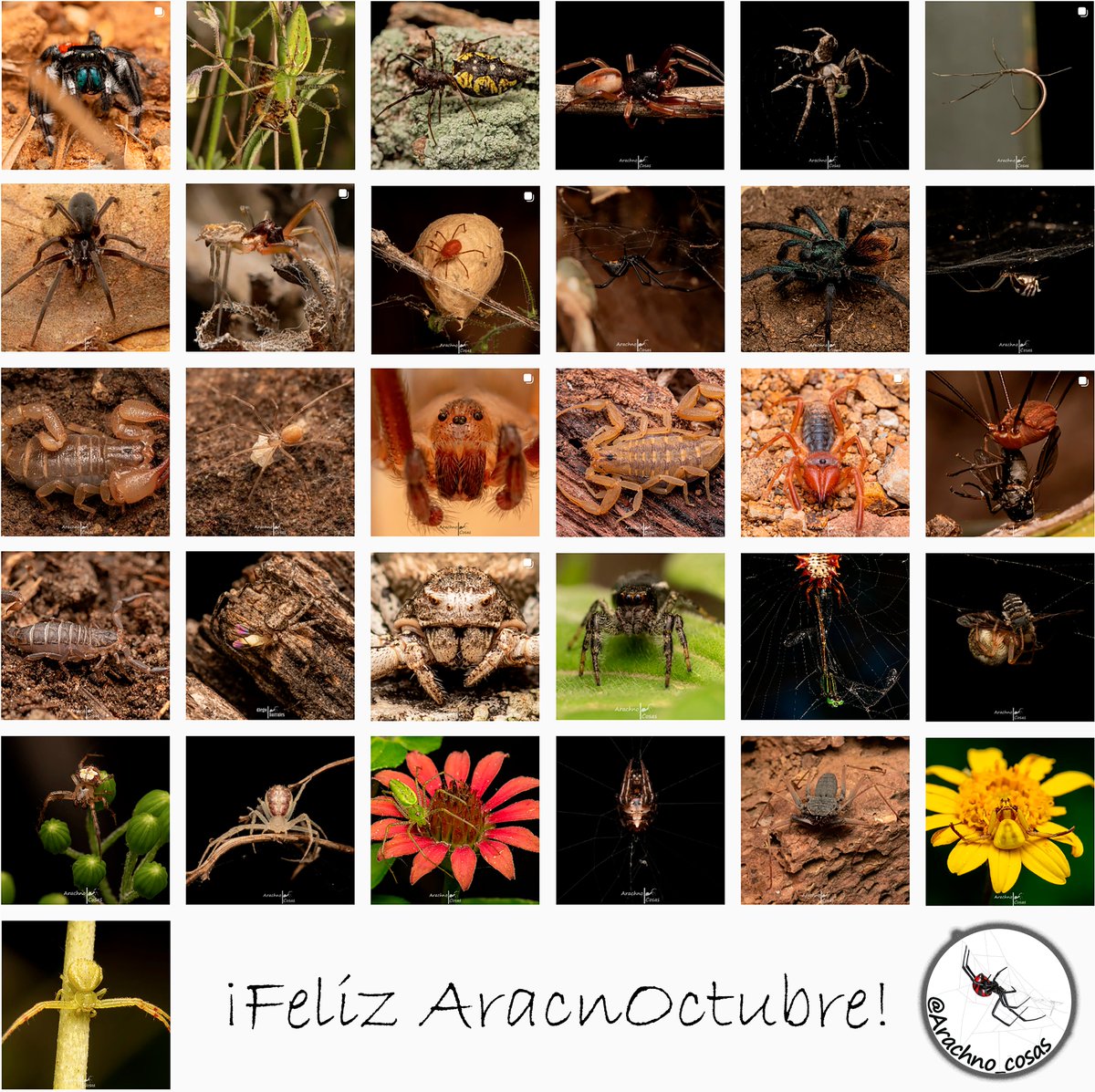 Arachno_Cosas's tweet photo. Vamos a empezar el año con un #Giveaway °OO°

Regalaré una foto impresa y autografiada a 3 personas elegidas al azar ¿como participar?👇🏽

- Dale❤️ y RT a este Tweet
- Comenta abajo algo que hayas aprendido aquí
- Elige una de las 31 fotos del #AracnOctubre pasado https://t.co/9lPE1L7Ms1