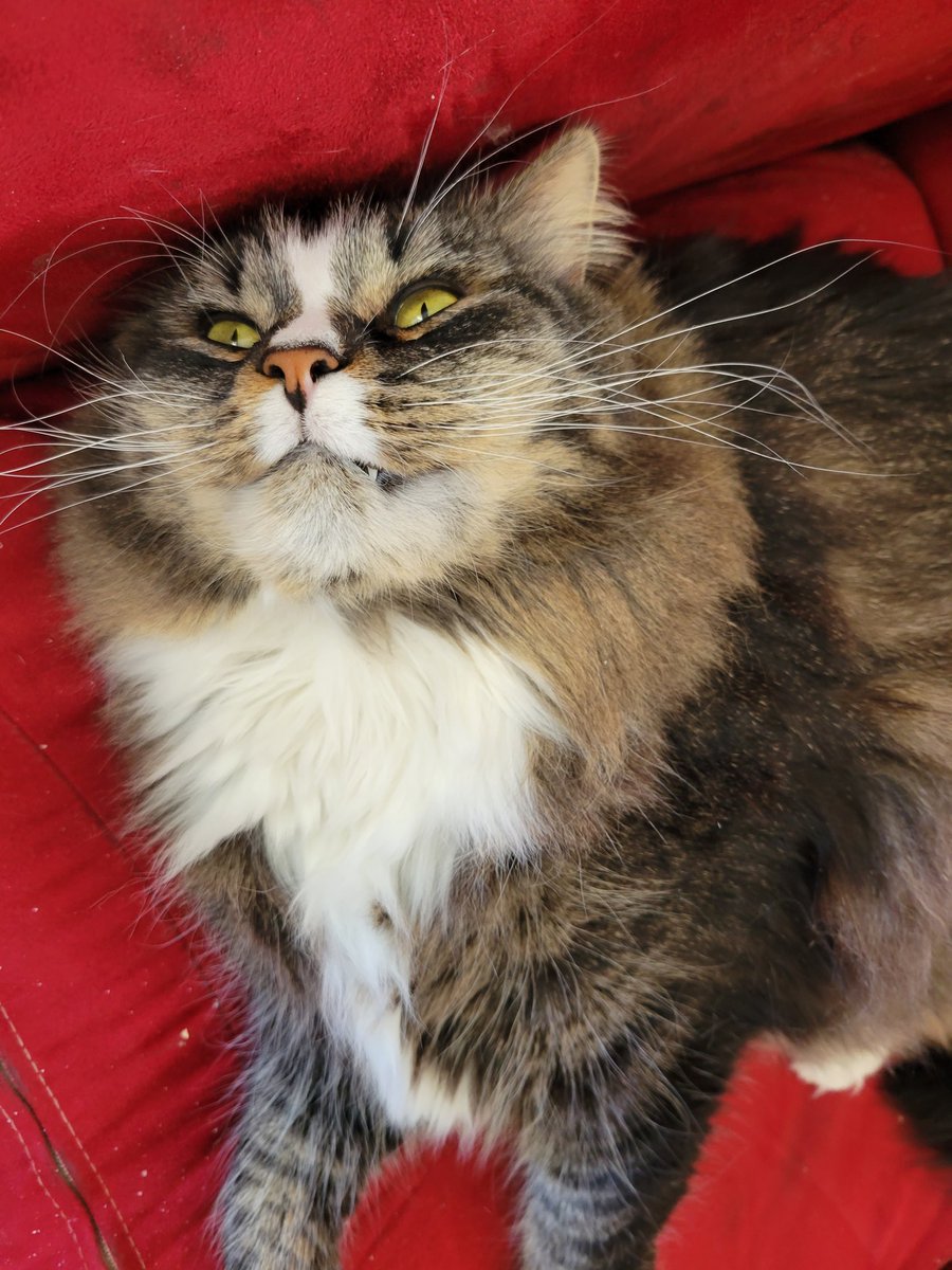 EGOTKittens tweet media