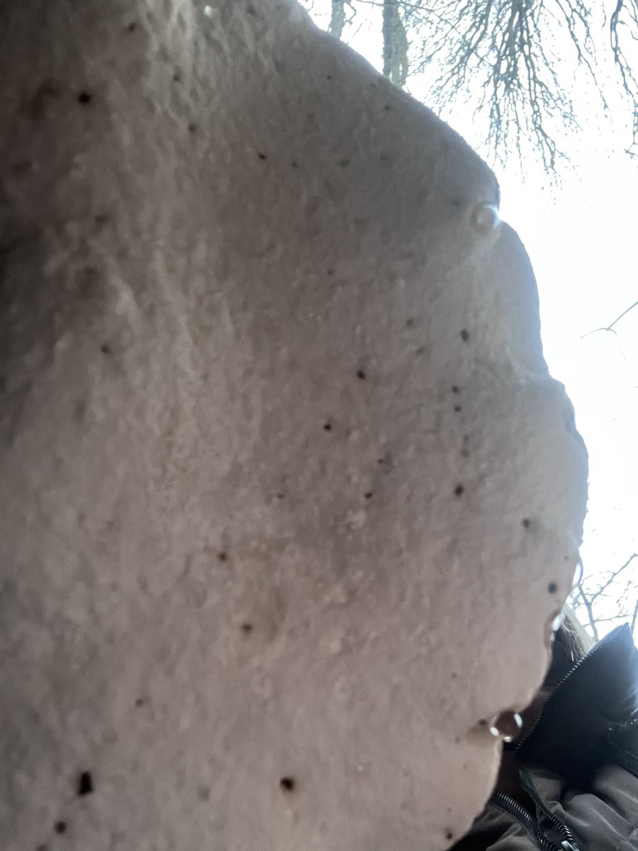 BeautifulHighw1's tweet photo. This handsome mushroom is a #birch #polypore . These photos show both the top and underside. Found on a fallen birch tree log in the #Bexhill #highwoods. https://t.co/iK6pCTxLSw