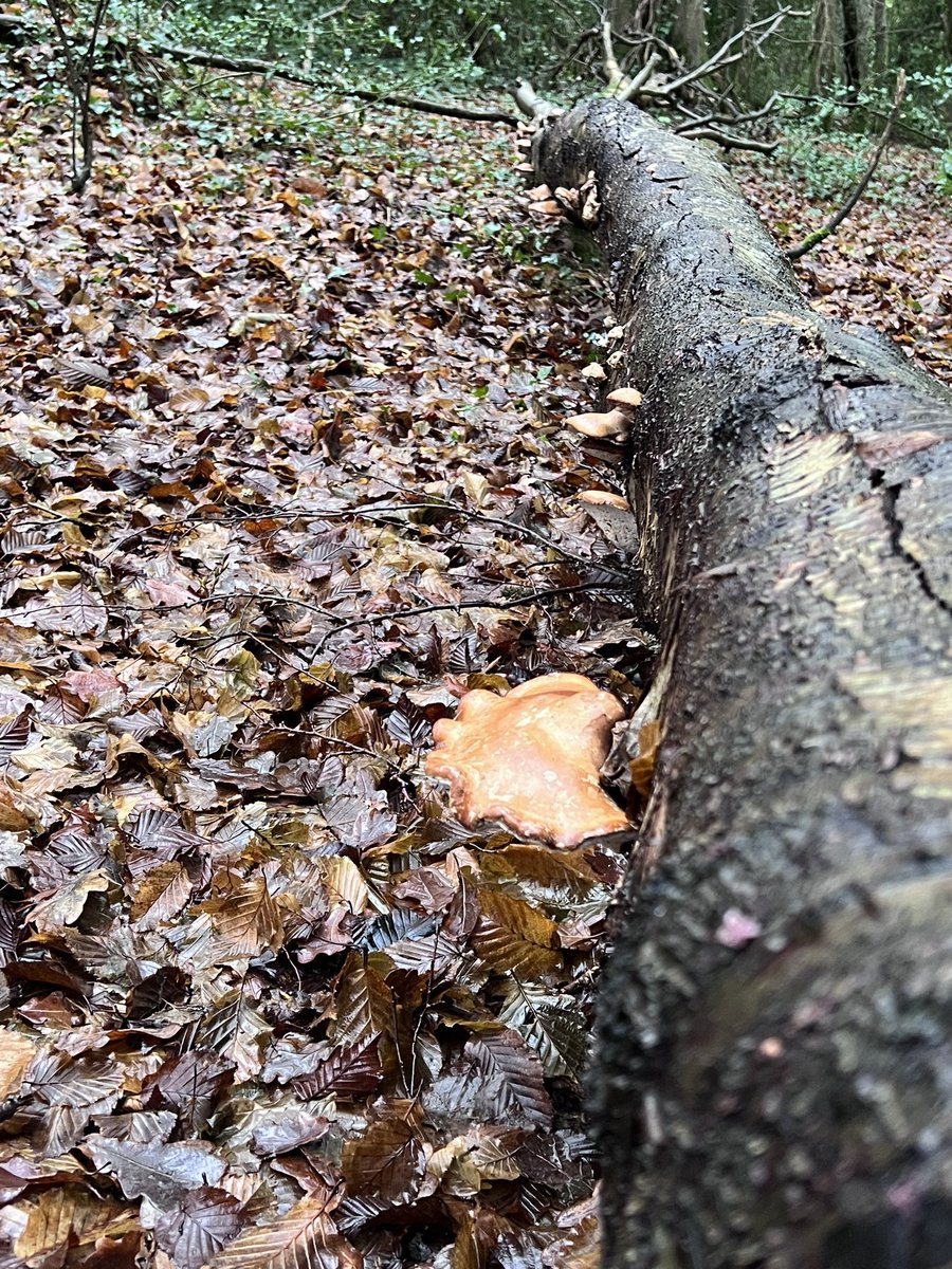 BeautifulHighw1's tweet photo. This handsome mushroom is a #birch #polypore . These photos show both the top and underside. Found on a fallen birch tree log in the #Bexhill #highwoods. https://t.co/iK6pCTxLSw