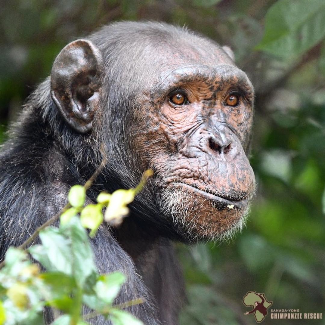 chimpaday's tweet image. Today's chimpanzee is Shy! Shy is a rescued orphan chimpanzee who lives at Sanaga-Yong Chimpanzee Rescue. At the age of 15, Shy is just reaching maturity for a male chimpanzee. By contrast, female chimpanzees reach maturity at around 13 years of age, depending on the individual.