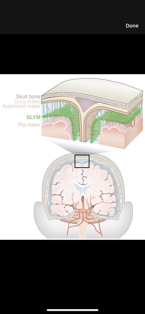 🧠Descubren una nueva membrana anatómica que protege al cerebro

➡️Parece separar el líquido cefalorraquídeo "limpio" del "sucio"
➡️Se nombró: membrana subaracnoidea de tipo linfático (SLYM)

science.org/doi/10.1126/sc…