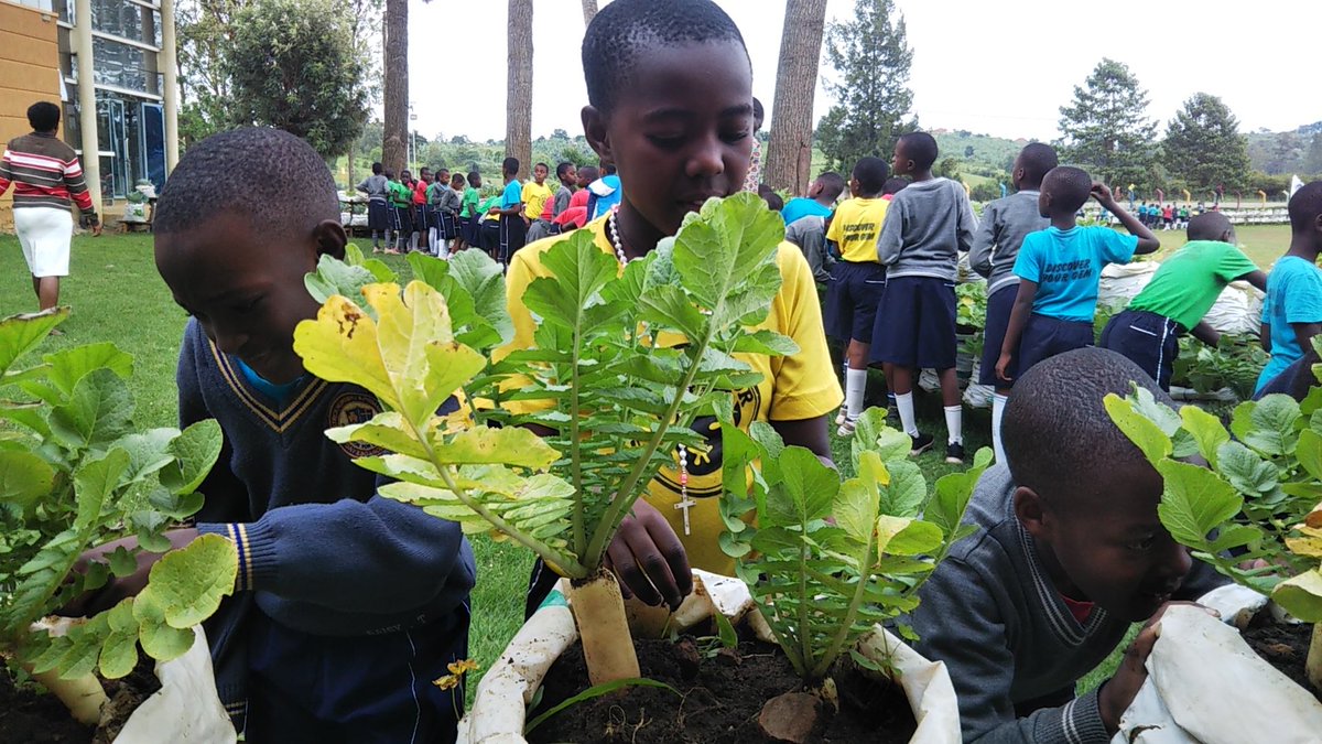 pearljuniorsch's tweet photo. Rabbit rearing and vegetable growing is key to Young people's development. It changes their mentality and instills love for farming.

#EnablingTomorrow
#discoveryourgem
#2023年
#FarmingChallenge https://t.co/WBysMAzvxl