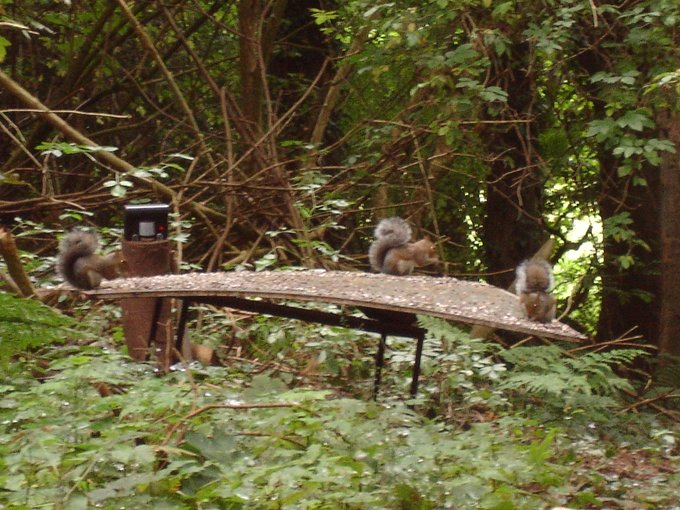 CavanWildlife's tweet photo. @heemdijk @Welshsquirrels The picture shows the result!🤣🐿️ https://t.co/Ac6kJF9pLb