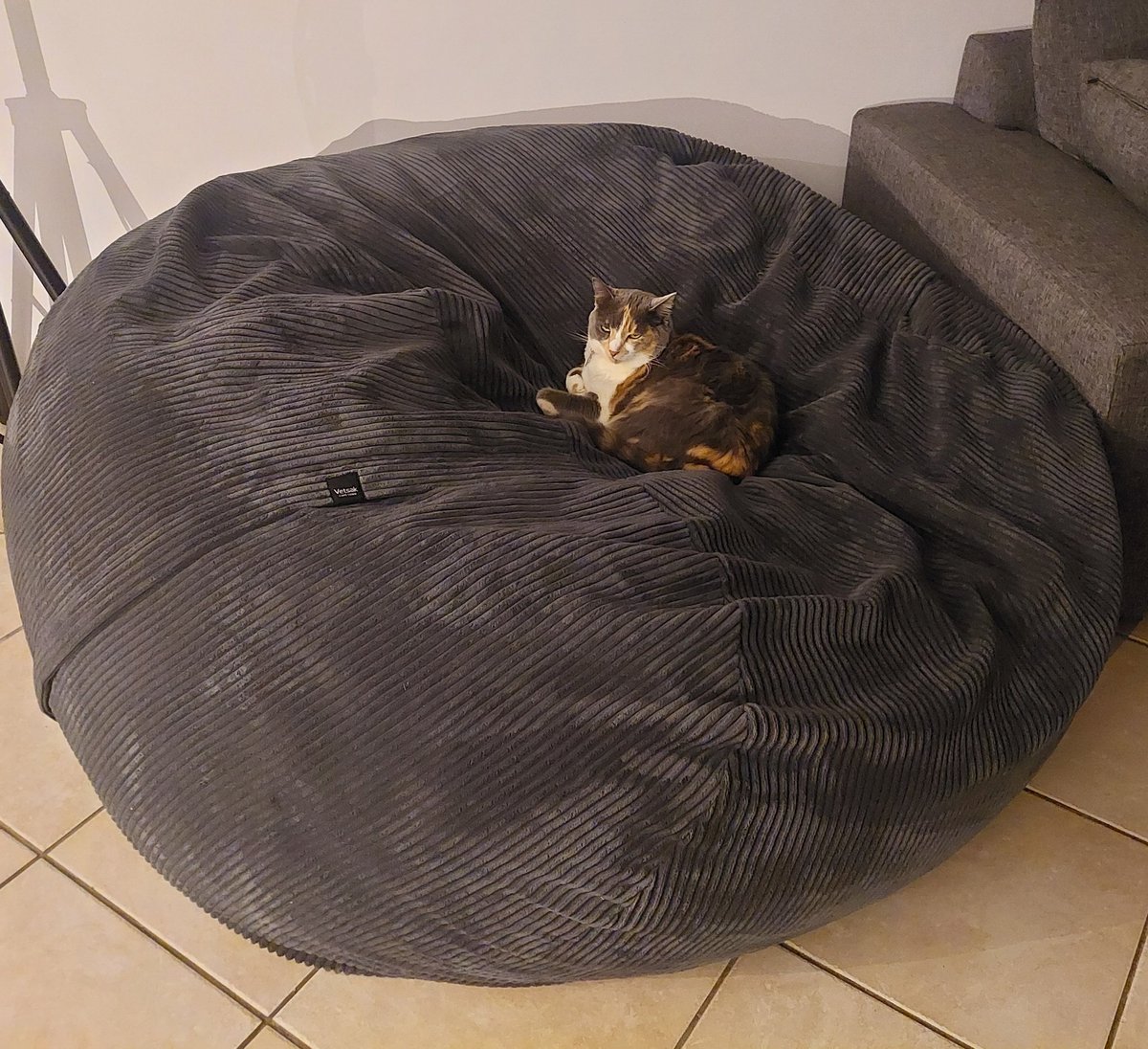 Ketsak #stolen #vetsak #caturday <a href="/vetsak_capetown/">vetsak®</a>