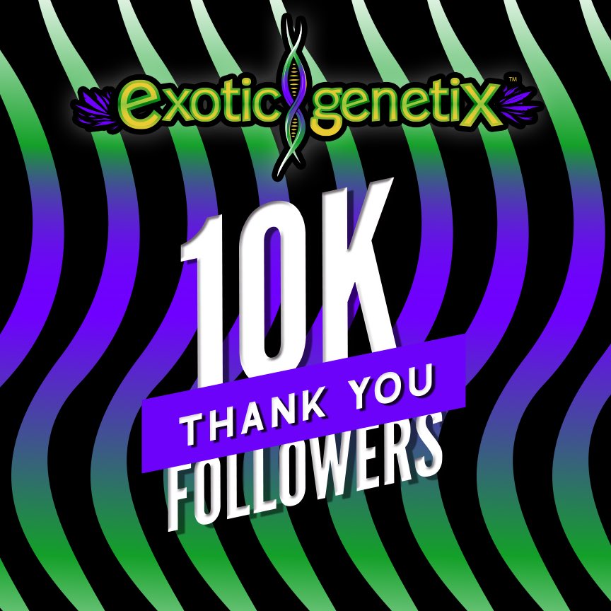 We’ve reached 10k followers here on Twitter!I Now it’s time to spoil 1 lucky winner with a $500 shopping spree on exoticgenetix.com!

🚨Rules… 

• Follow <a href="/exoticgenetix/">Exoticgenetix</a> 

• Tag 3 friends 

• Like + Retweet

🎉 Winner announced in 48 hours! Good luck!🤙🏼#exoticgenetix