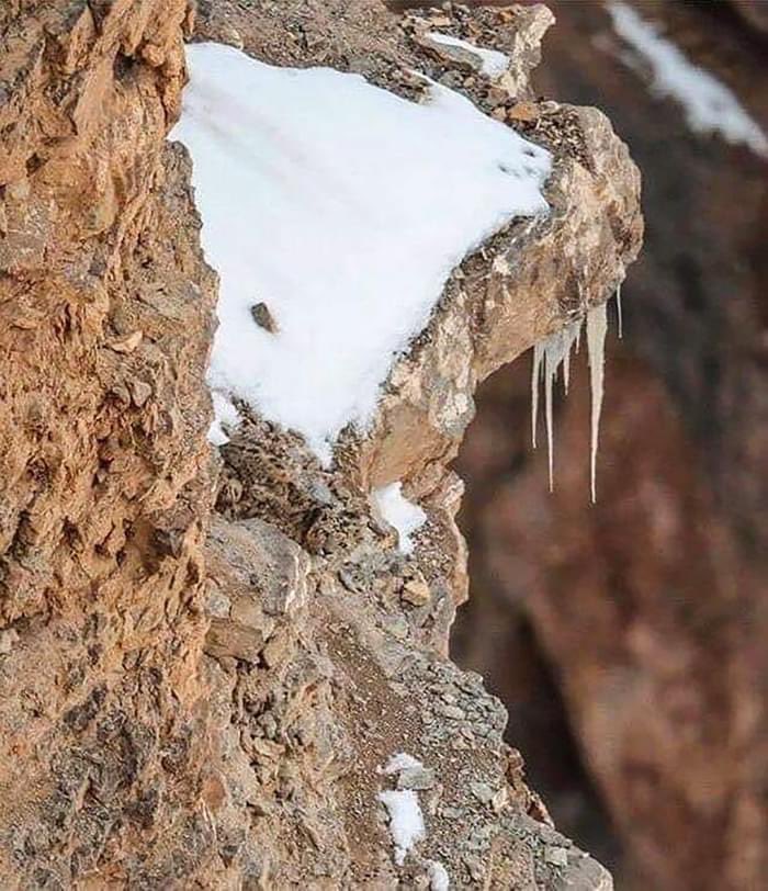MagiaCanina's tweet photo. Se trata de uno de los camuflajes más impresionantes que pueden darse en la Naturaleza. Si tus ojos lo descubren, por favor, no te pases de listillo y lo desveles. Deja que los demás busquen y se devanen la vista y la sesera. Gracias. #cruriosidad #camuflaje https://t.co/GGogHtpTaq