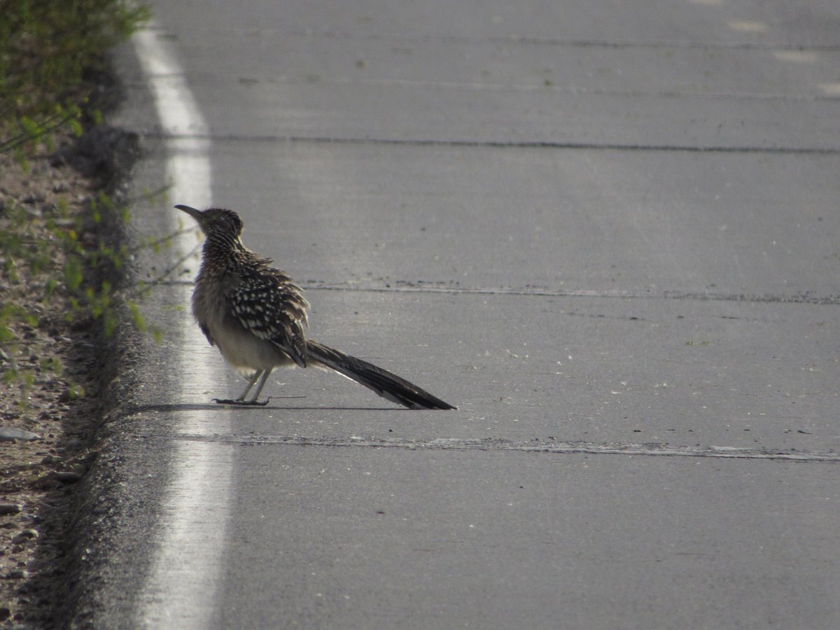 Roadrunner in appropriate habitat. #ArizonaBirds #birdwatching #BirdsSeenIn2023