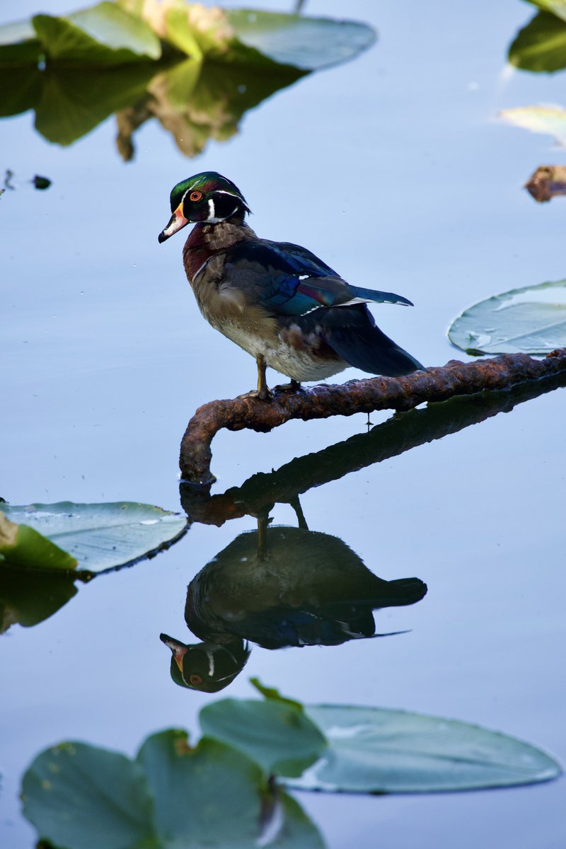 CaseyBroda's tweet image. Love trying to find reflections. 
#ShadowsReflects